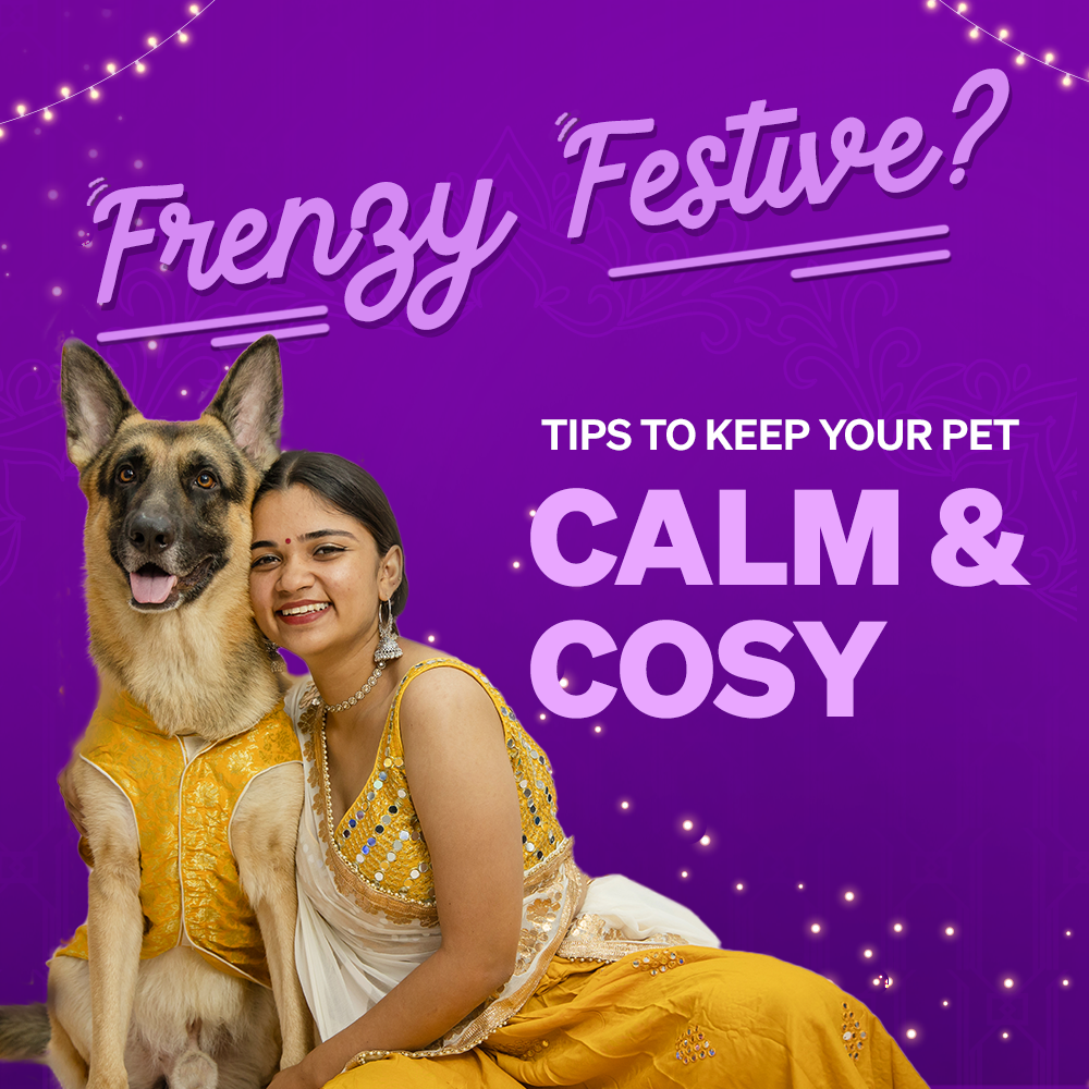 Festive Frenzy? Tips to Keep Your Pet Cosy and Calm During Festive Seasons