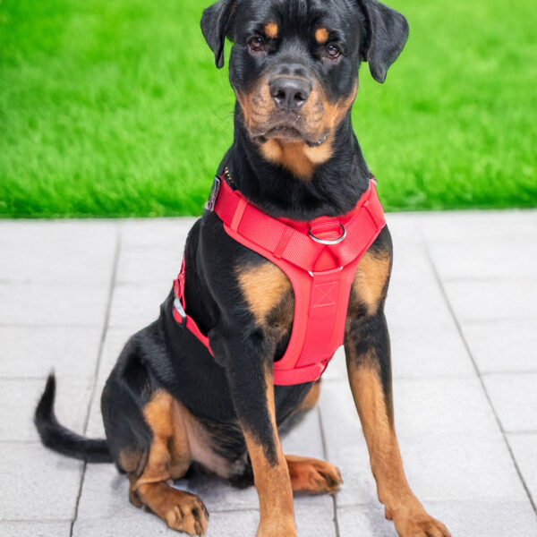 Ezra Neoprene Harness For Dogs - Red - XL