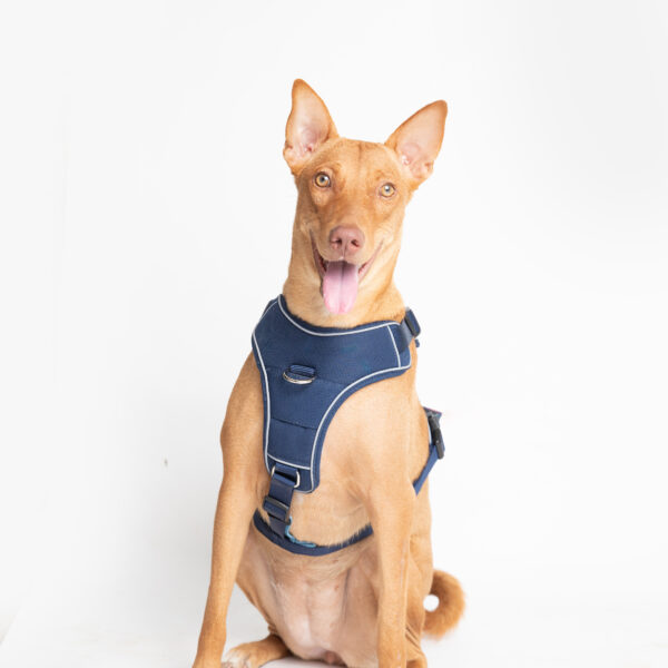 Ezra Comfort Harness For Dogs - Blue - L