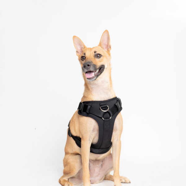 Ezra Neoprene Harness For Dogs - Black - M