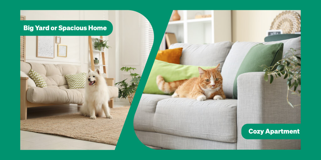 Choose perfect pet for you