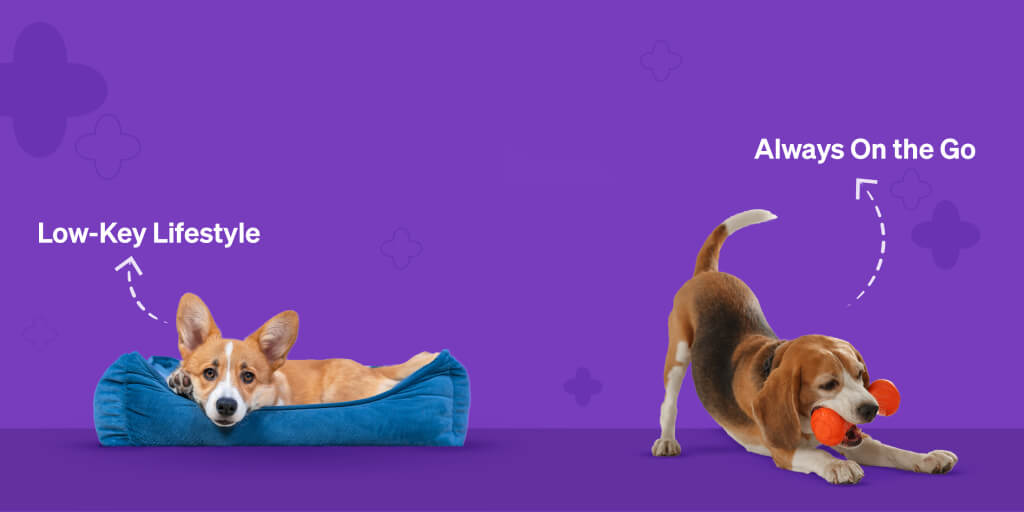 Choose perfect pet for you