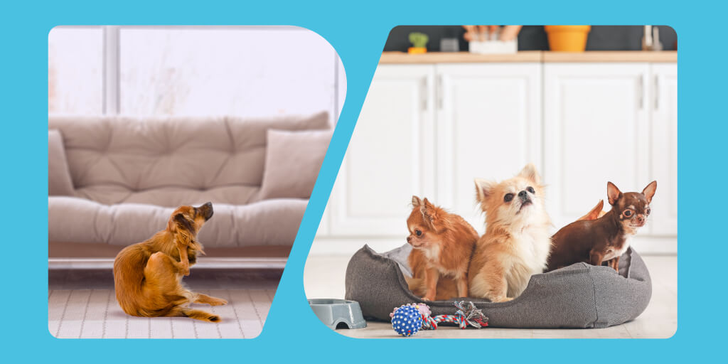 Choose perfect pet for you