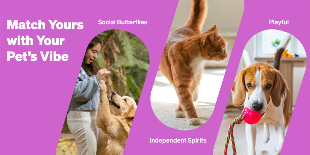 Choose perfect pet for you