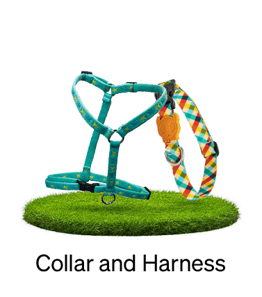 Coller And Leash