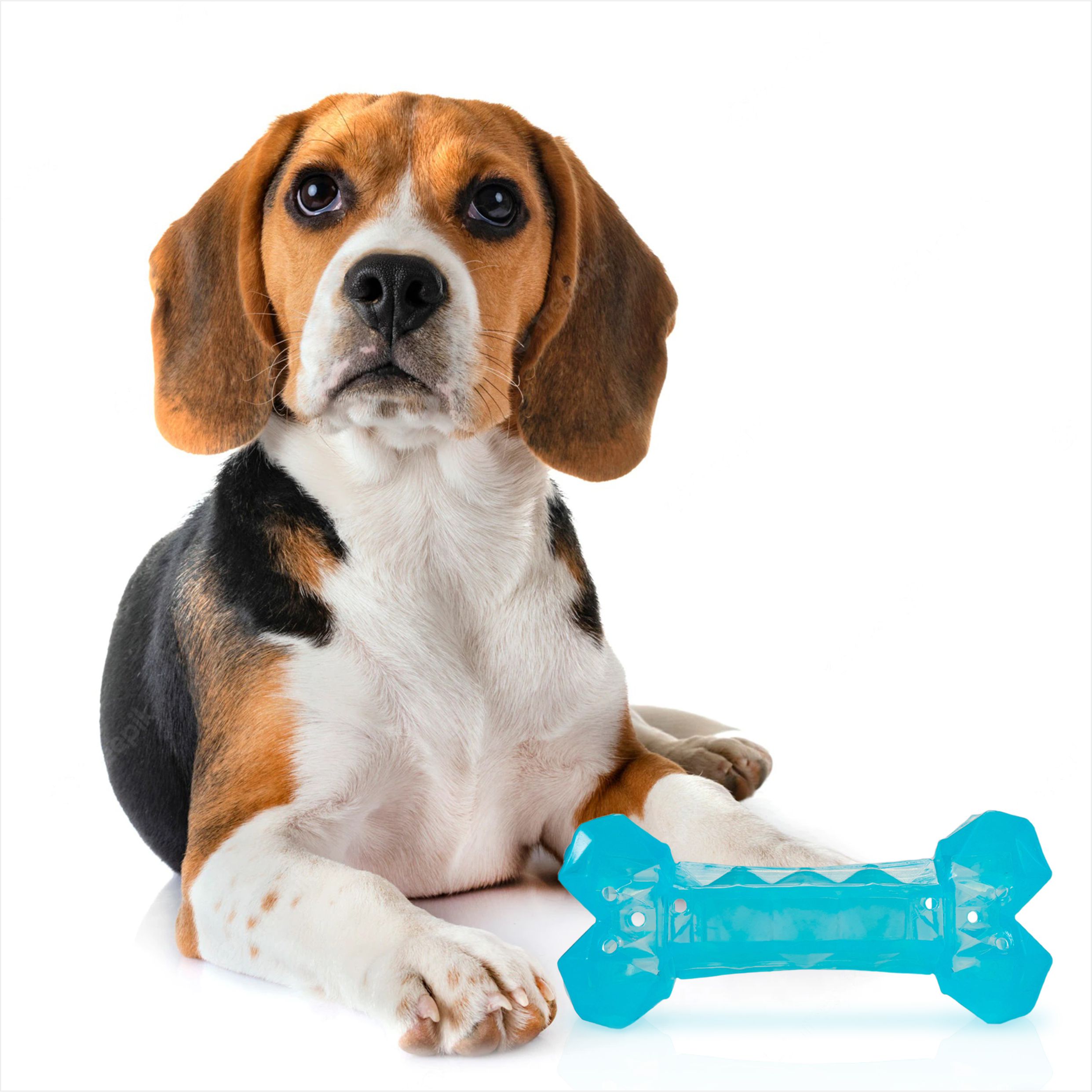 FOFOS Cooling Bone Freezable Chew Toy for Dogs (Blue)