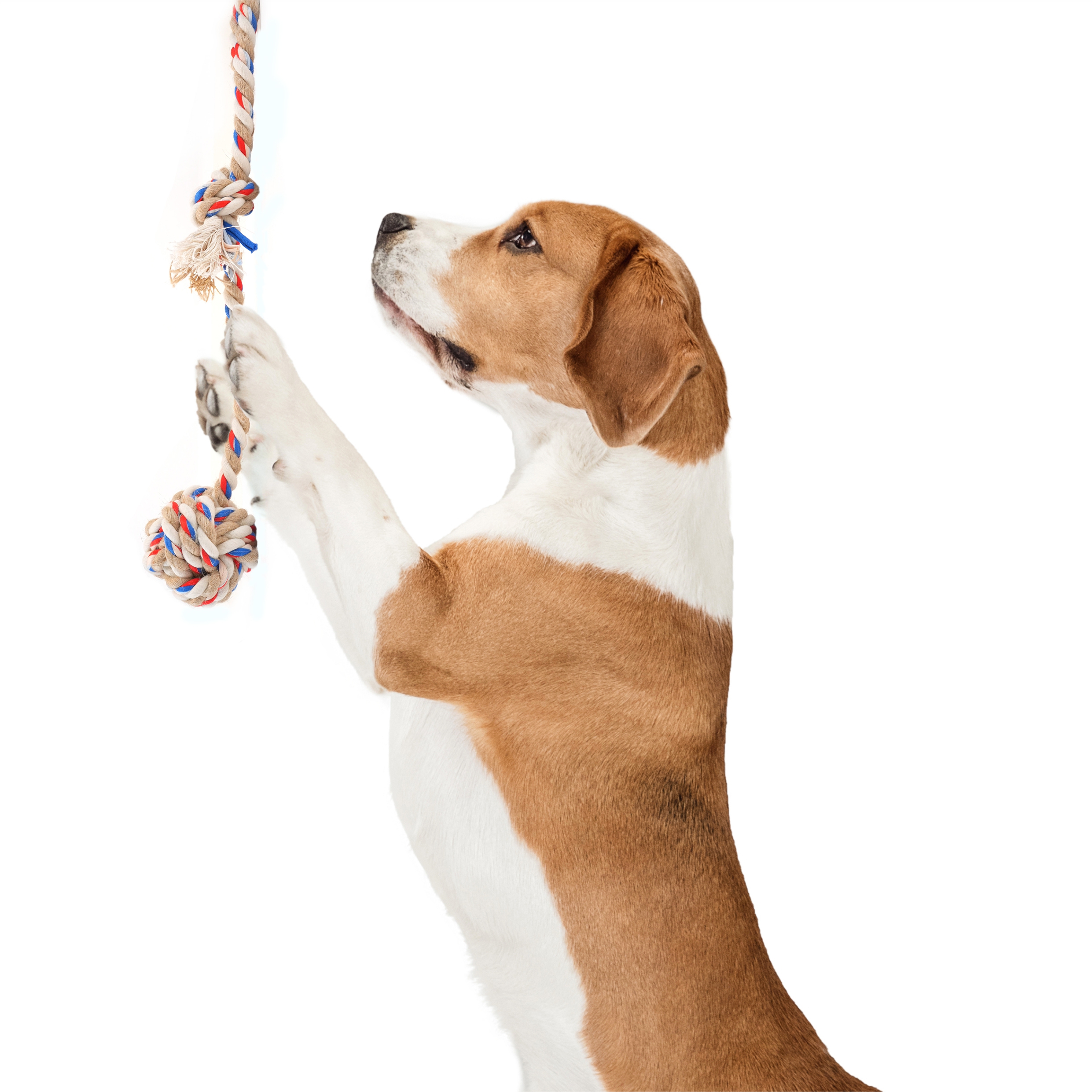 FOFOS Flossy Three Knots Rope with Ball Toy For Dogs