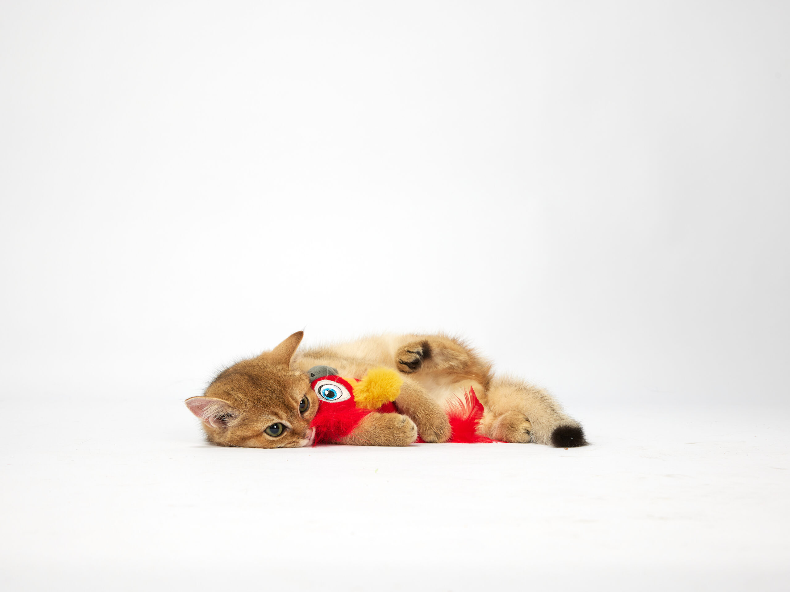 FOFOS Parrot with Catnip Balls Interactive Toy for Cats (Red)