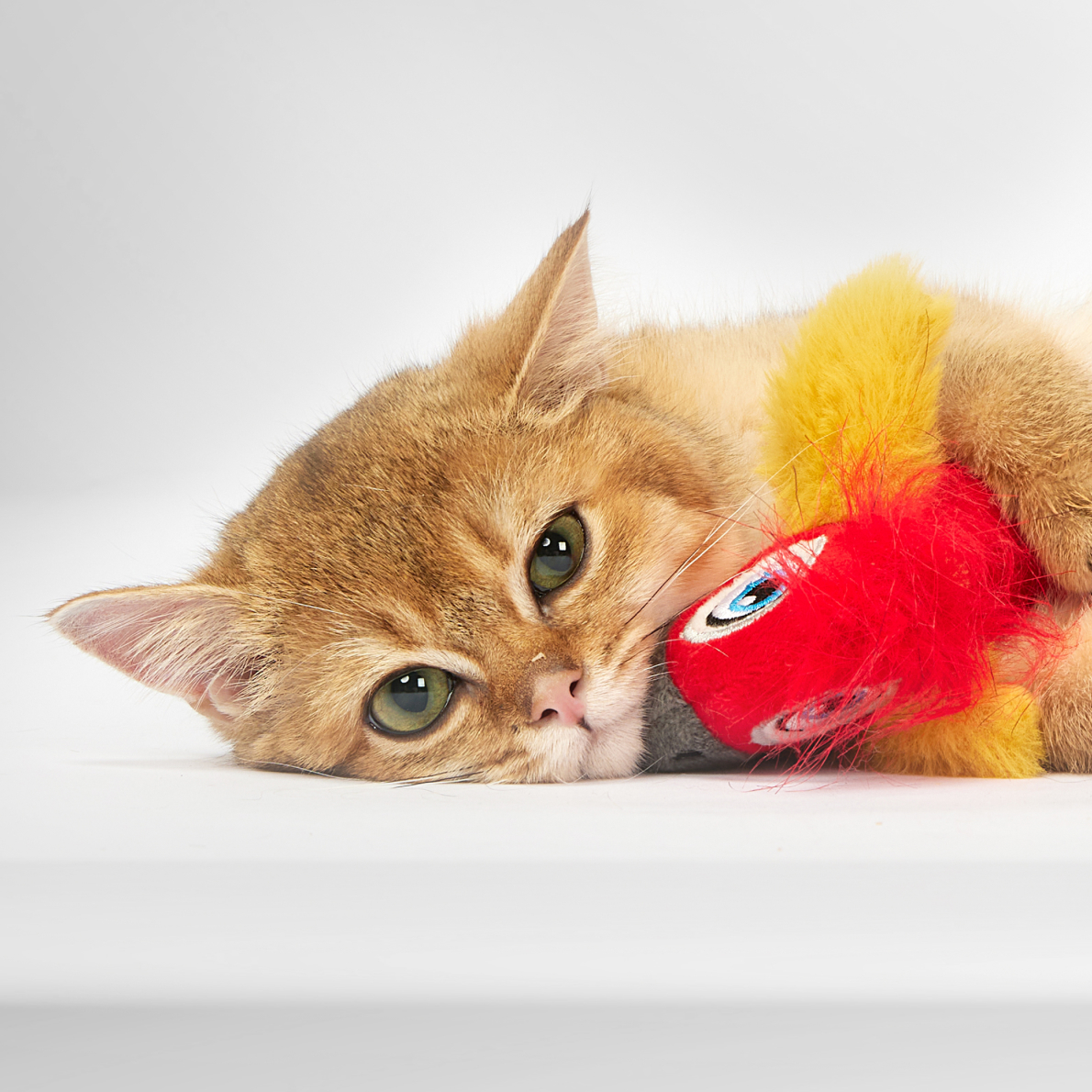 FOFOS parrot with catnip balls 9(1)