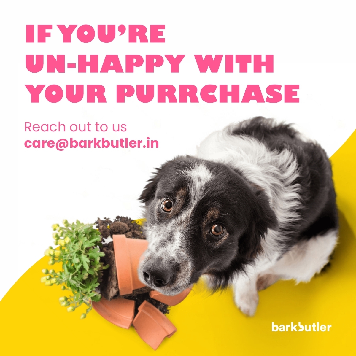 PURCHASE CARD dog (1)