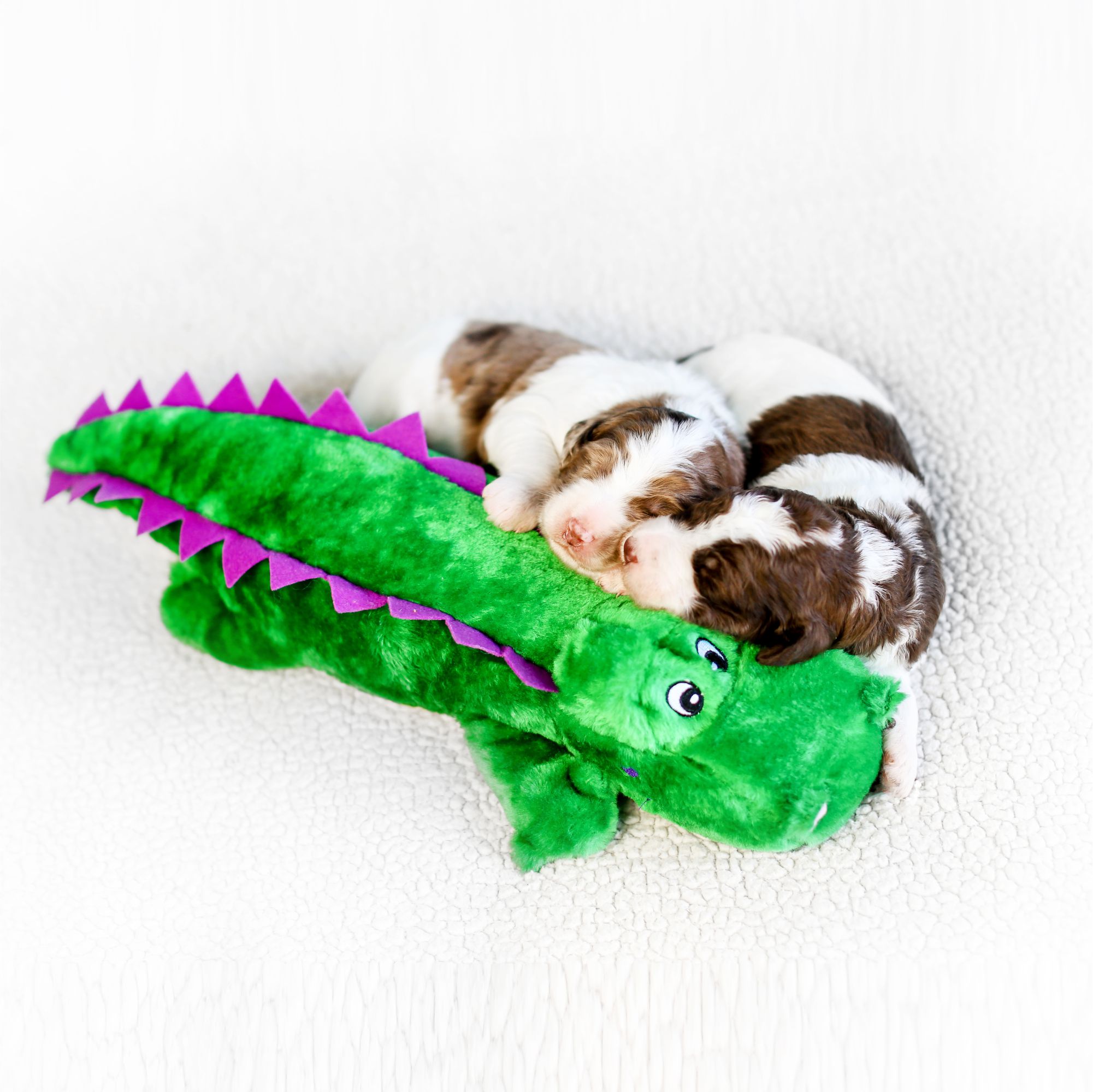 ALVIN THE ALLIGATOR 7