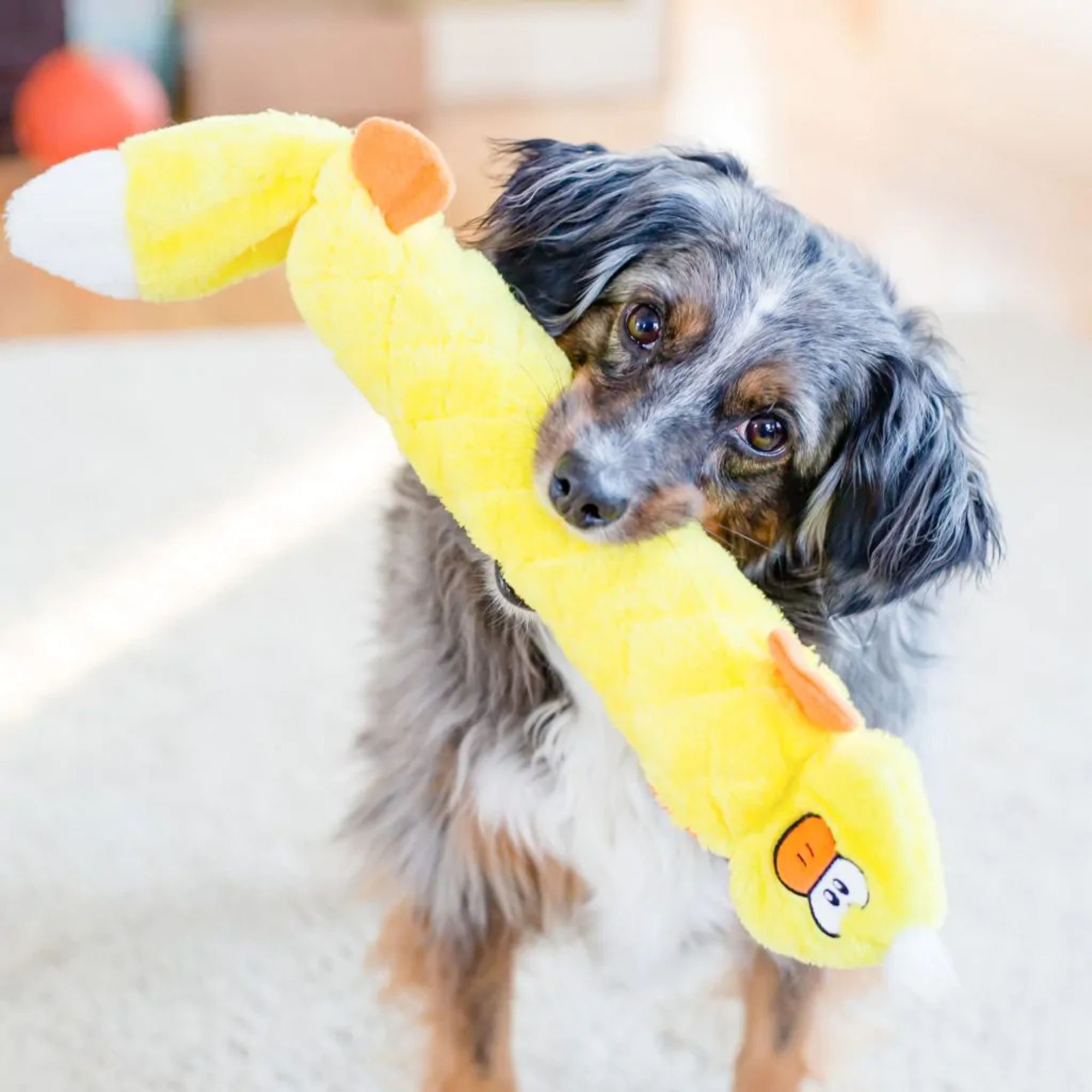 DUCK 7