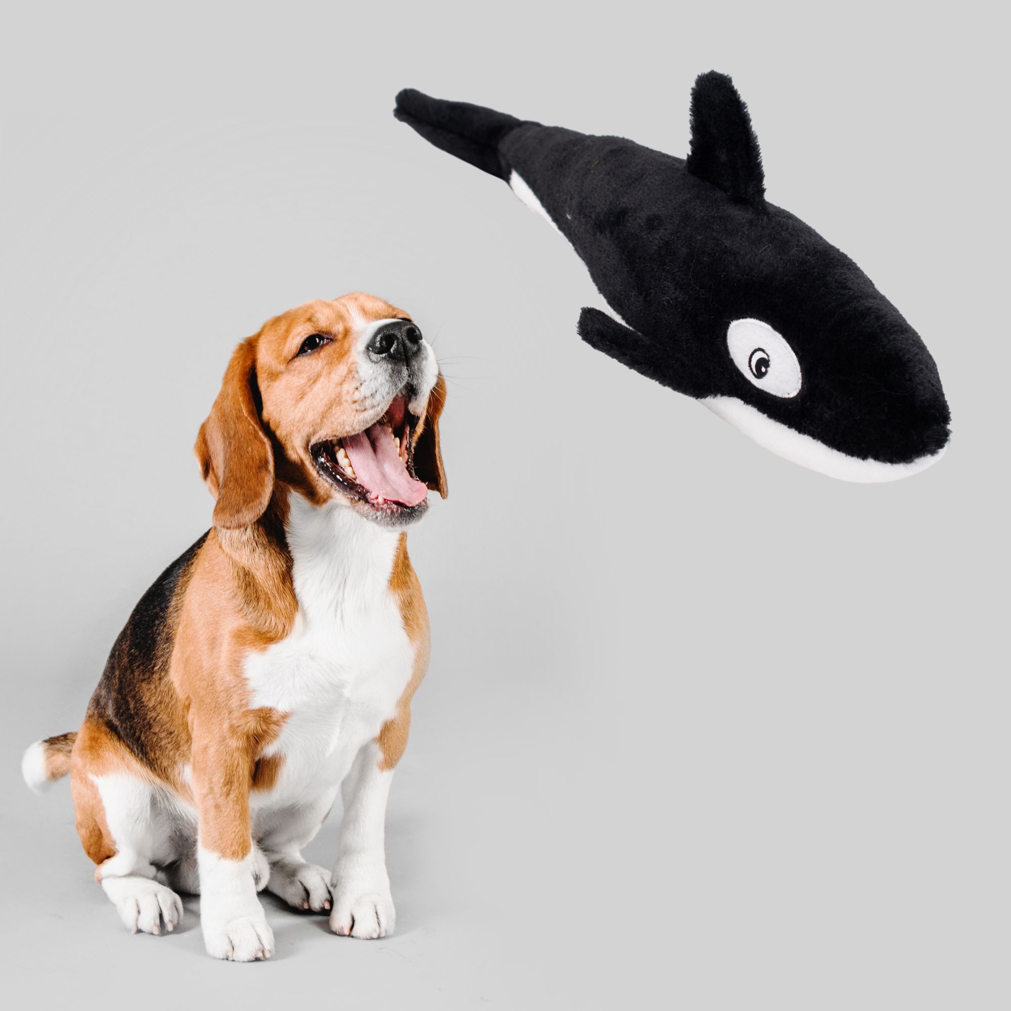 KILLER WHALE 7