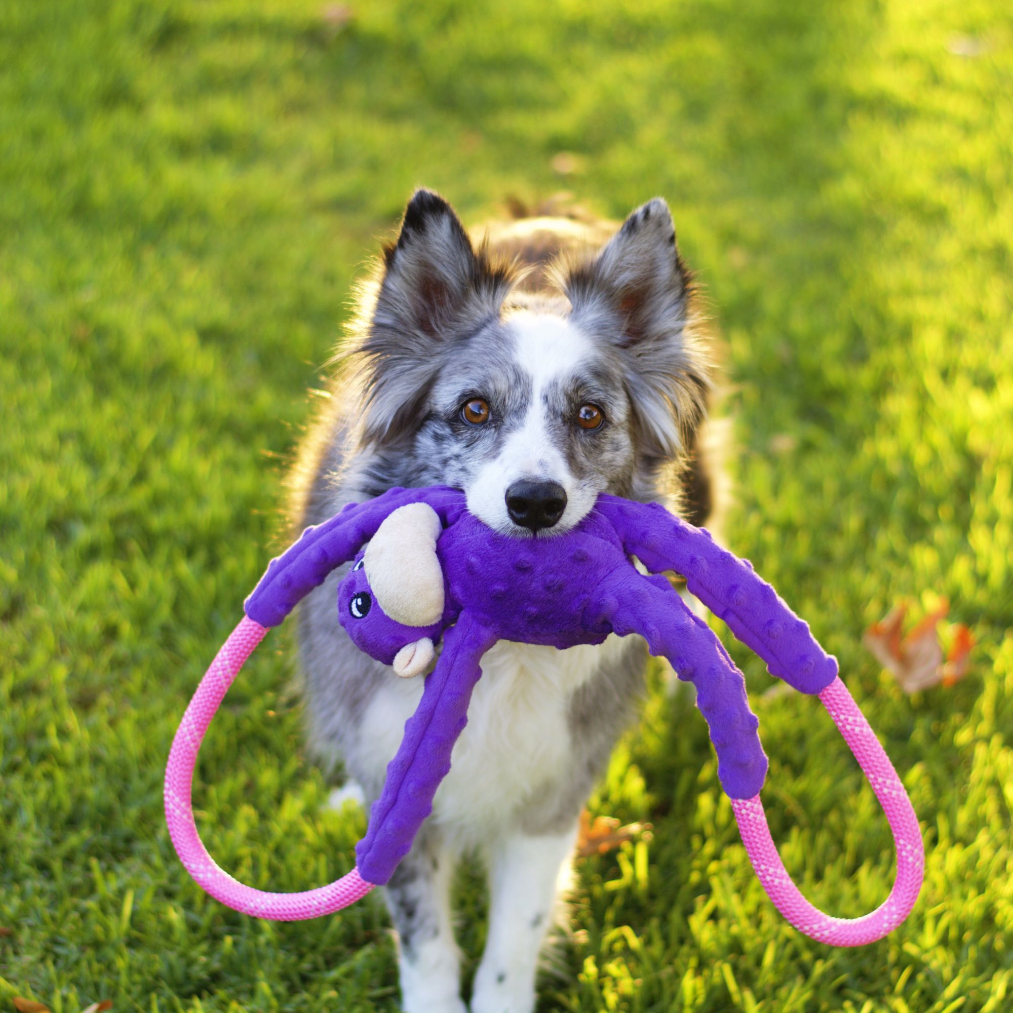 MONKEY PURPLE 7