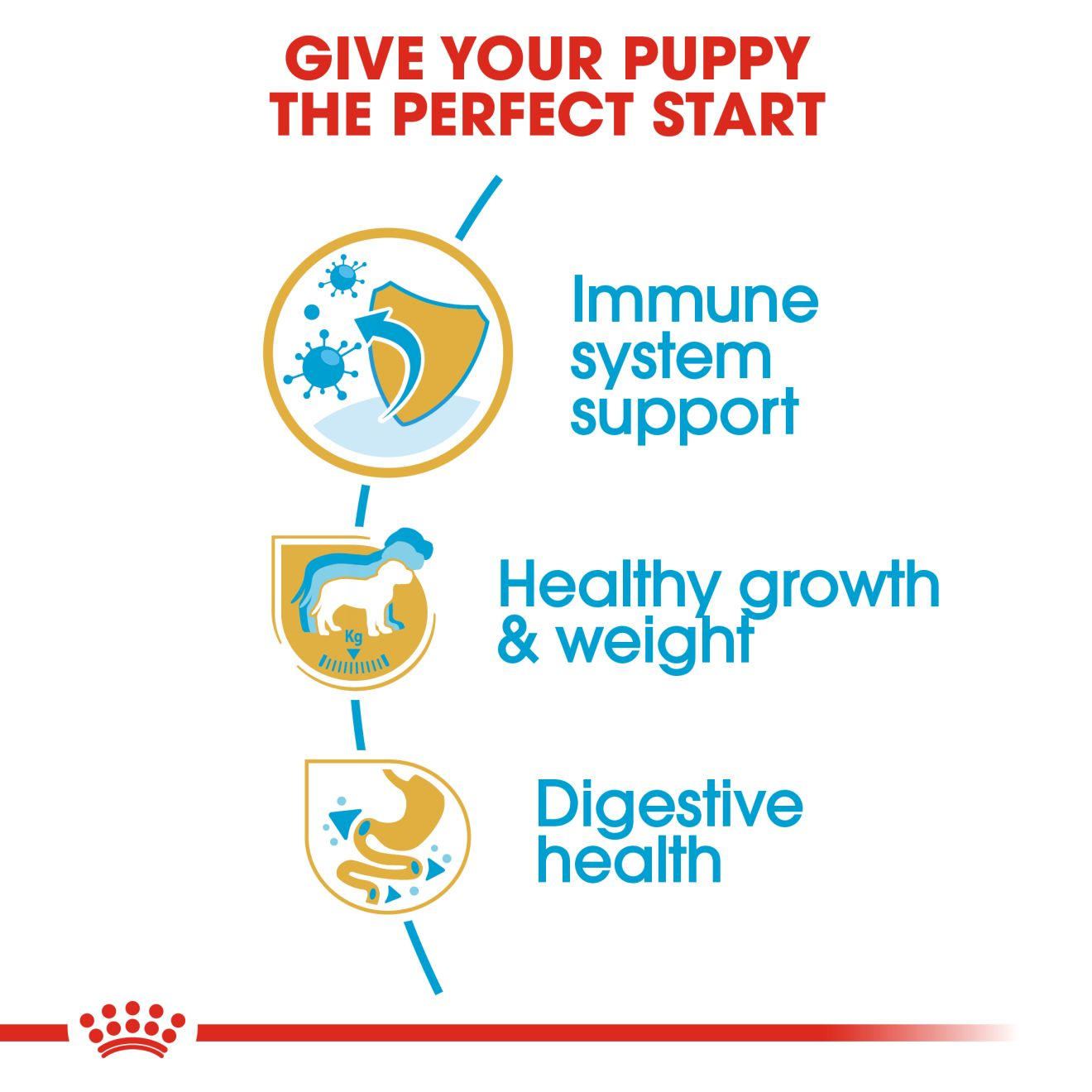Labrador-Retriever-Puppy-12.png