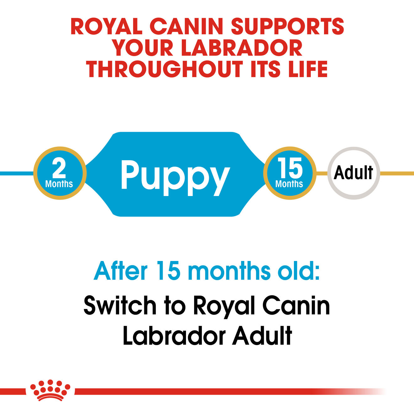 Labrador-Retriever-Puppy-14.png