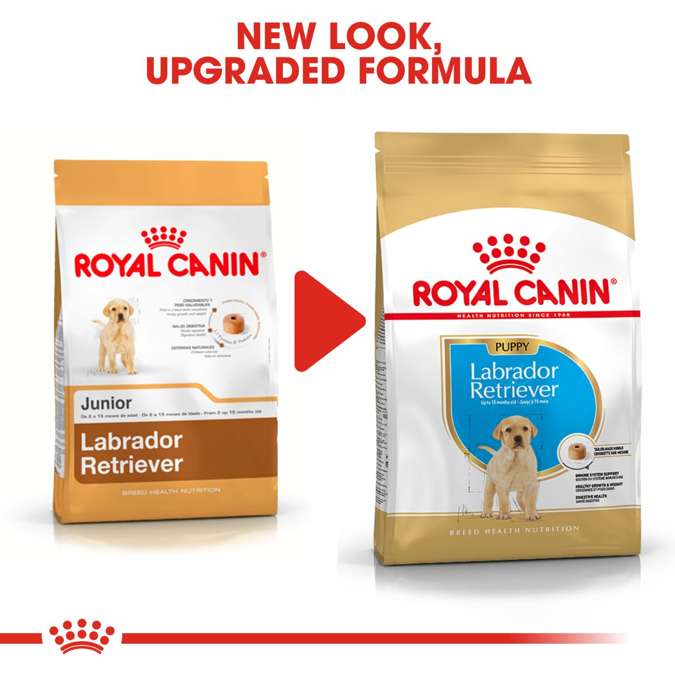 Labrador-Retriever-Puppy-8.png