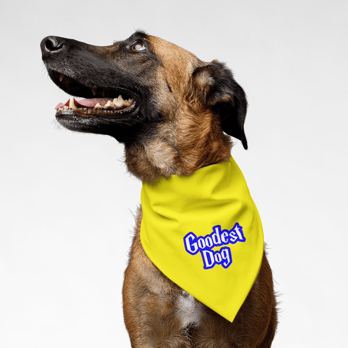 5d7Tpu8XaR-GoodestDog.png