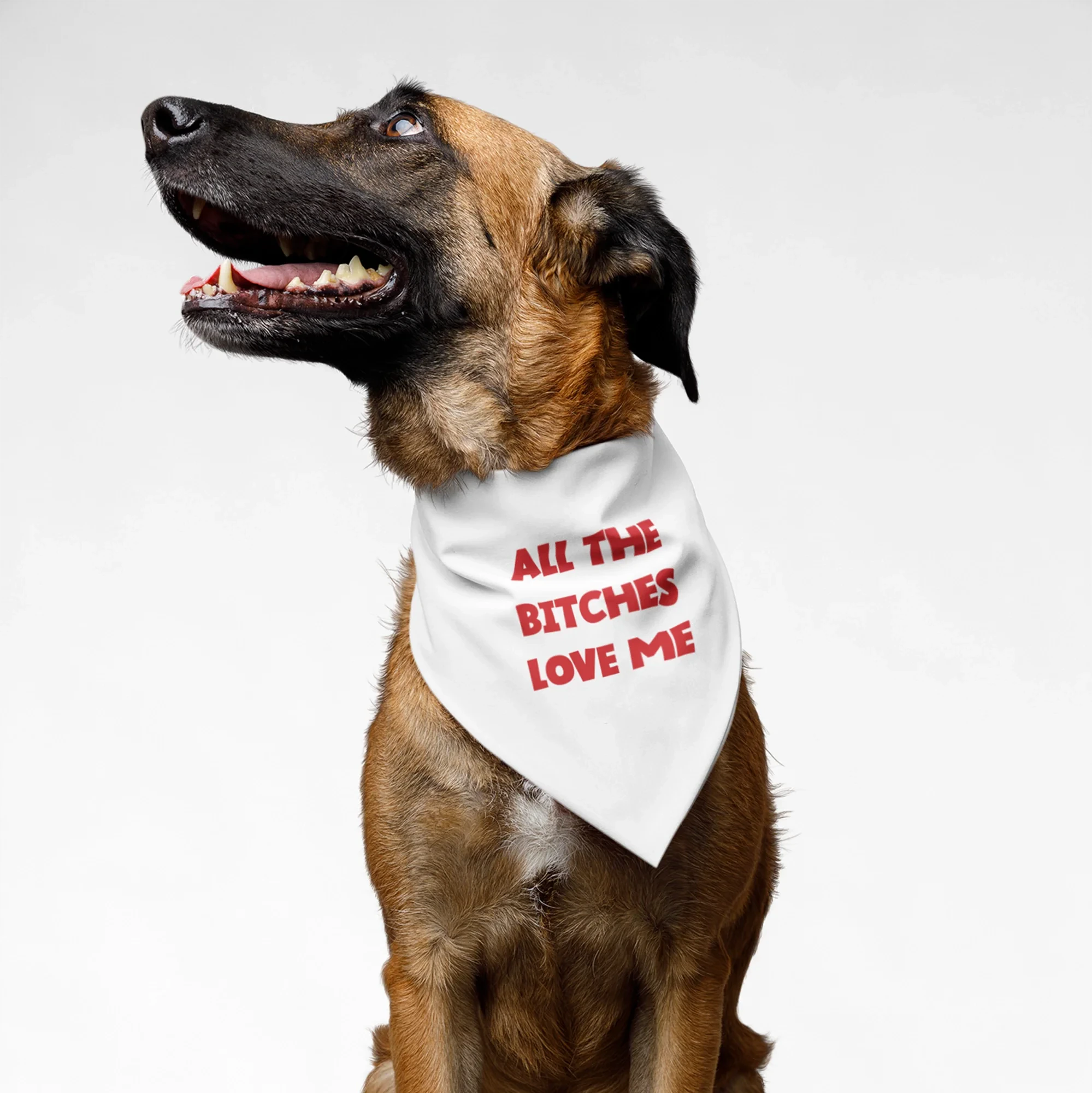 G0QRsmpj3N-AllBitchesLoveMe1_14097655-ff8f-4e12-a781-93fd7255cd3a.webp