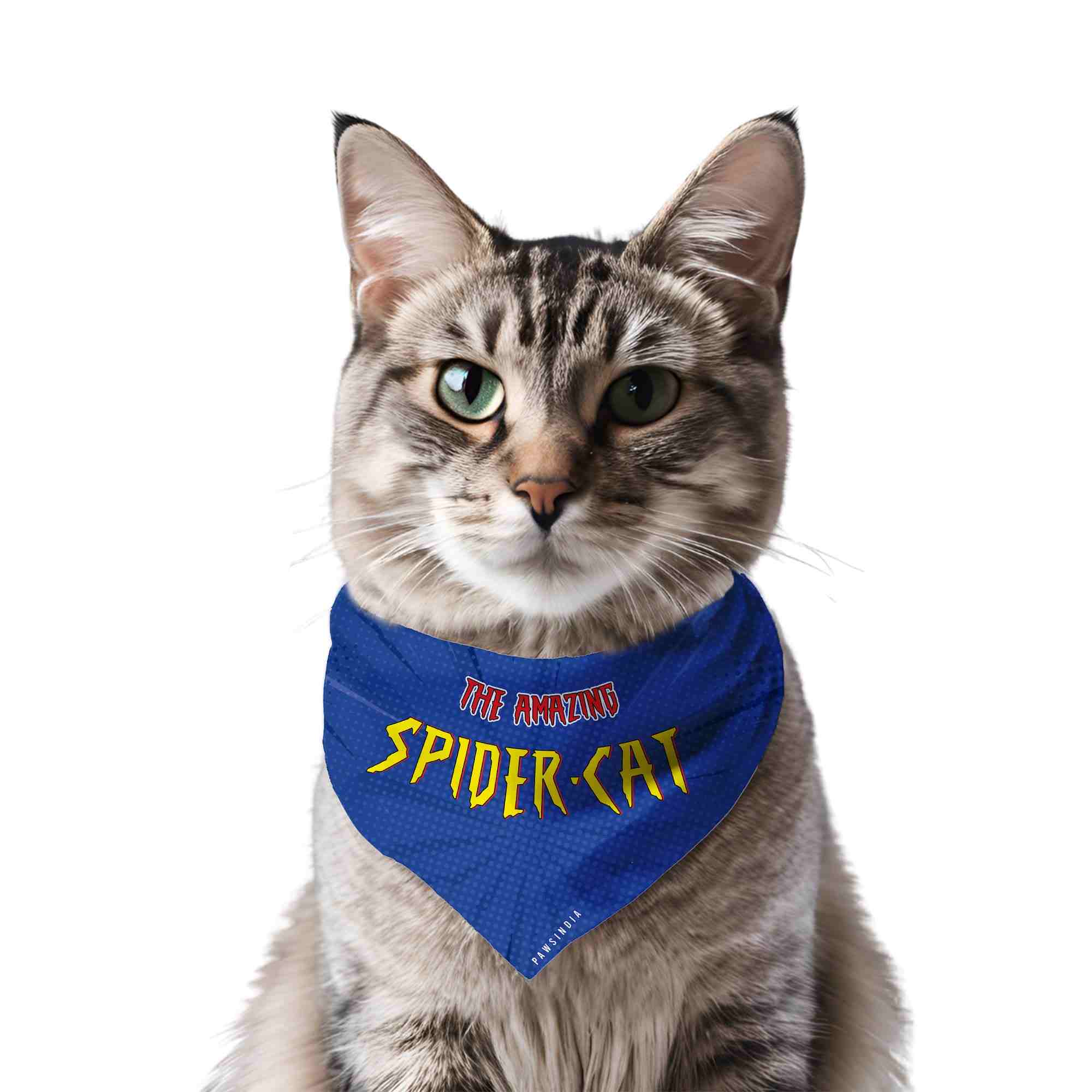 Hrg94MTeO-amazingspidercat.jpg