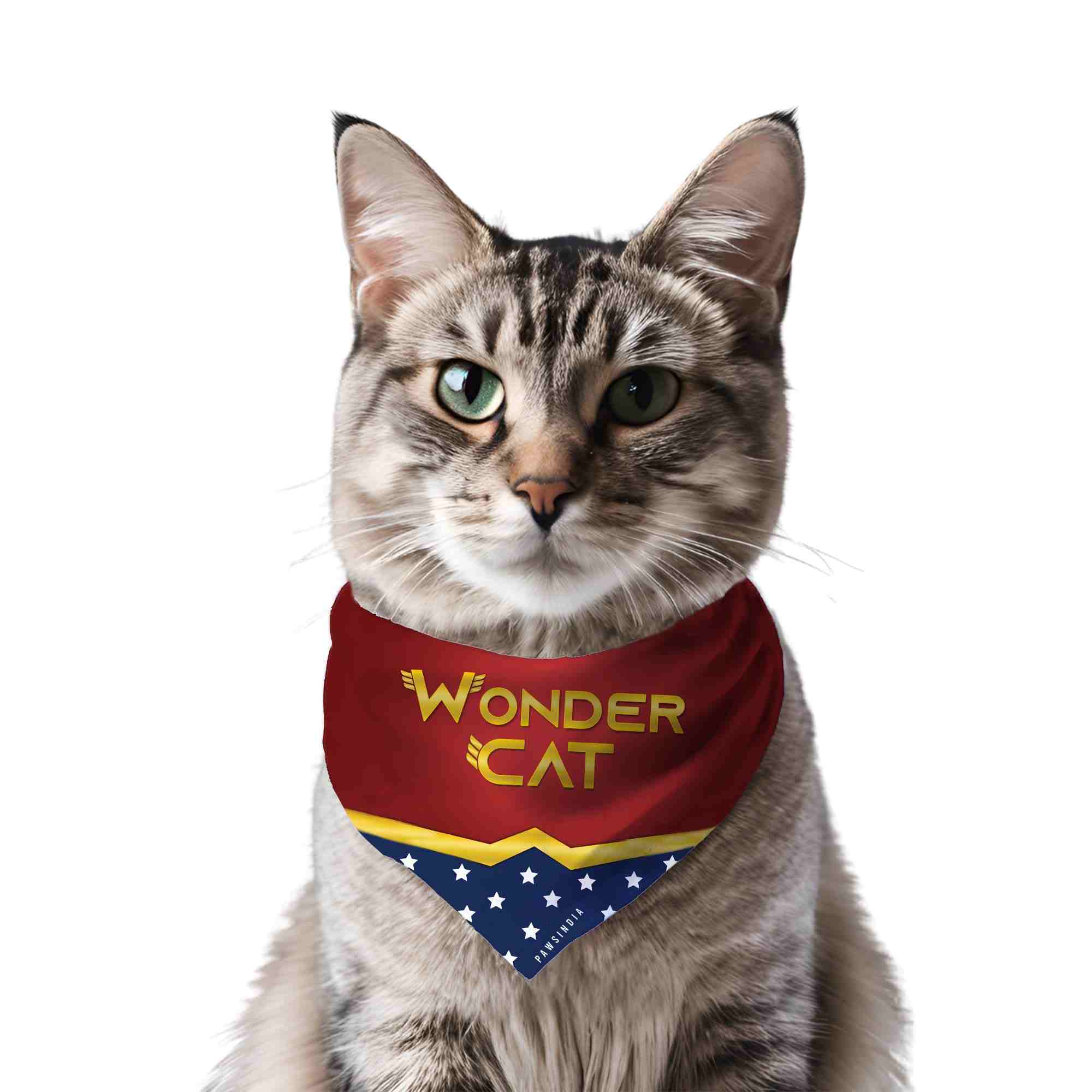 K8gH95vOG-wondercat_1.jpg