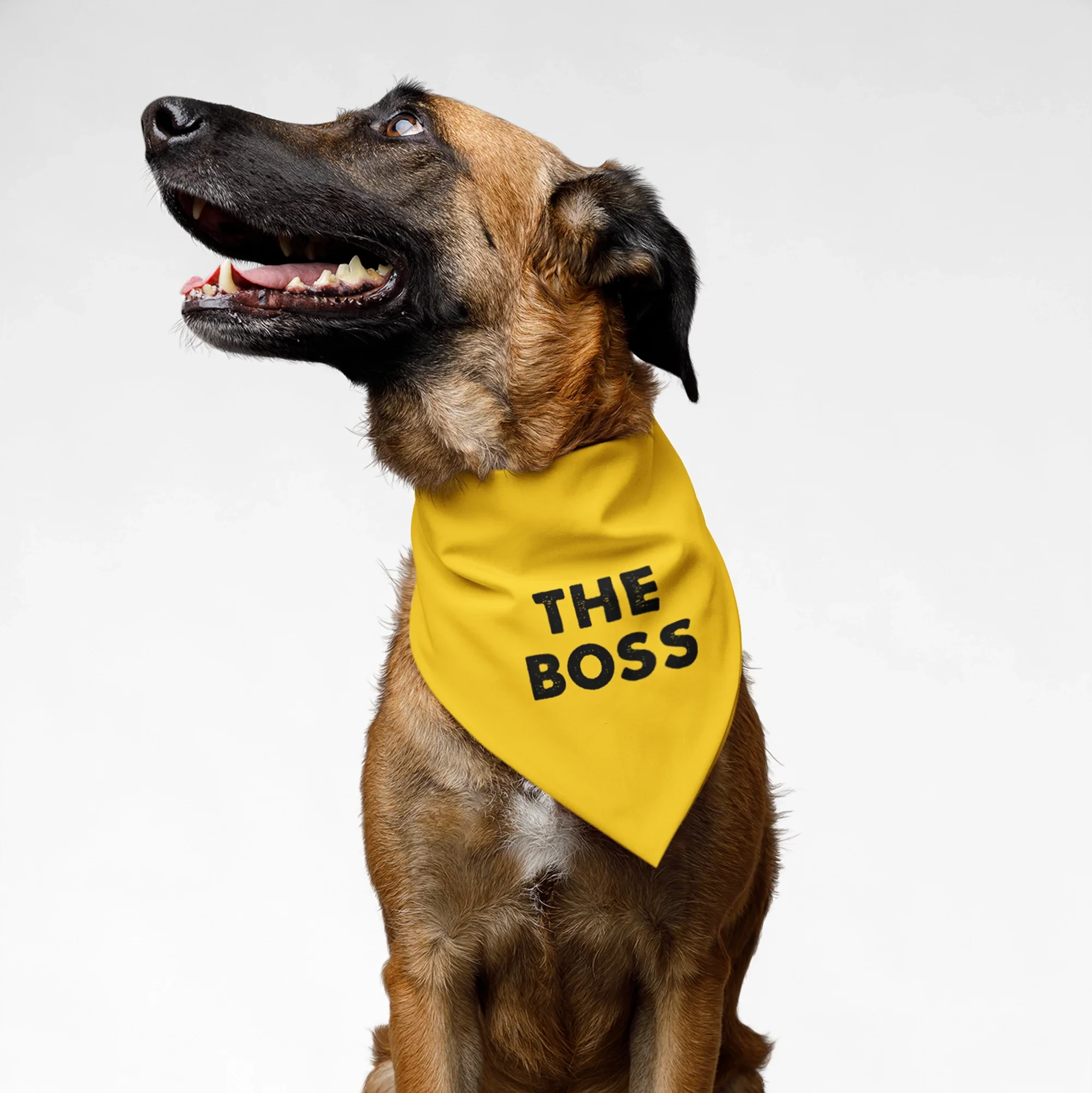 qUytBlzQHl-TheBoss1_300e1e2b-eb56-4af3-a448-1467a298d4a2.webp